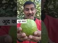 “मीठा थाई अमरूद 🍏🔥#Guava #FruitSale #ViralReel #TrendingNow #desijugad #shorts #farming #funny