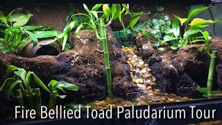 Fire Bellied Toad Paludarium | Bioactive Enclosure Tour