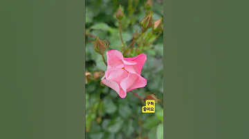 용혜원시 봄꽃피는날 나는알았네 그대가 내마음에 사랑나무 한그루 서 있다는걸 정원 담장 넝쿨 장미 열정 Flowers 