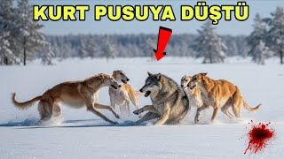 Tazılar Kurt Peşine Düşüyor Amansız Mücadele