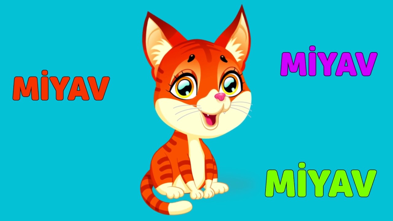 Bay Kedi Miyav Miyav
