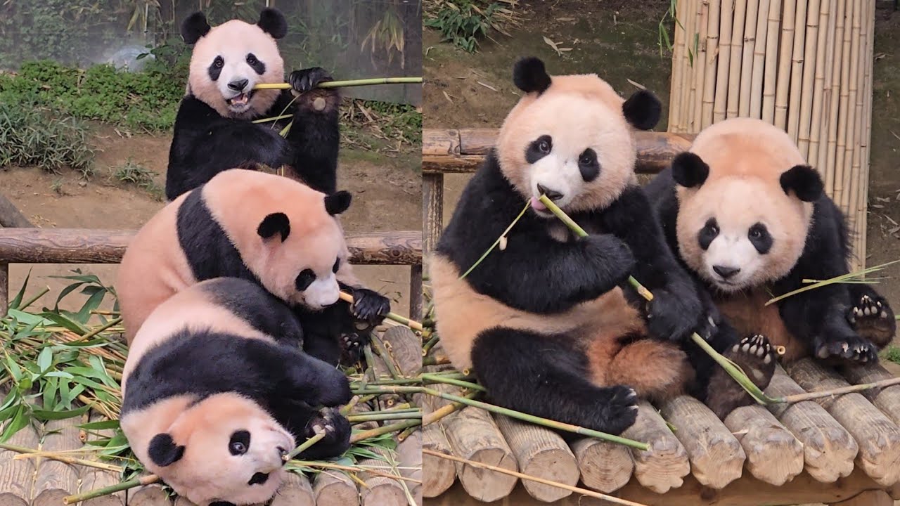 [ep.797]보고싶은 추억영상 소환♡25.08.06