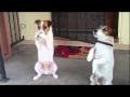 Two Talented Jack Russells