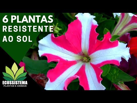 Vídeo: Pentas (29 Fotos): Descrição E Cultivo De Uma Flor De Interior, Espécies De Plantas 