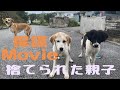 捨てられた親子を保護したら...悲しい現実がありました。