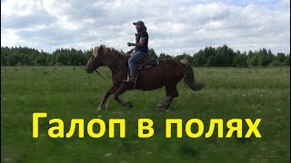 Галоп в полях. Всё о галопе.