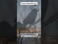Crows Can Remember Your Face! 😲🧠 #shorts #didyouknow #amazingfacts