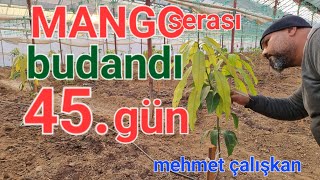Mango Serası Budandı Sonuç Süperrr. Dündar Yıldız. Mehmet Çalışkan Mango Nasıl Budanır. Yerli Mango.