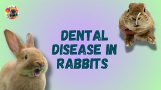 The Hidden signs of Dental Disease in Rabbits