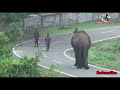 Forest Department lovingly takes the Elephant into the forest standing on the Masinagudi Road