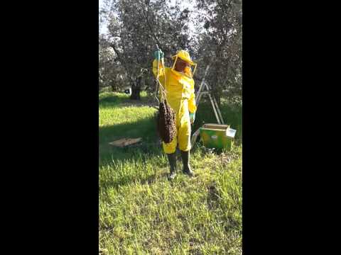Video: Come Catturare Uno Sciame