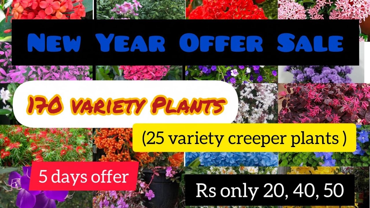 New year offer sale, 25creeper plants ഉൾപ്പെടെ 170 variety Plantകൾ#bloomtalesgarden#7356246641#