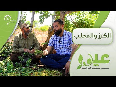 الكرز والمحلب من خيرات جبل الزاوية 