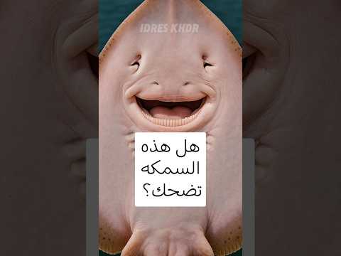 هل السمكة هذه تضحك ما لا تعرفه عن الراي اللاسع