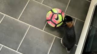 Rabbinaldo Playing Soccer. Cute Bunny Playing With Ball.