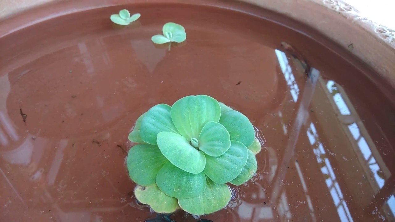gouramis and shrimp My new mini pond earthern pot.