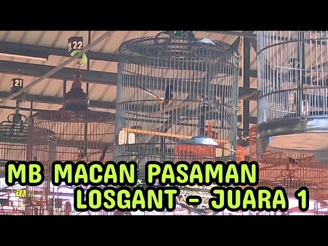 PASCA MABUNG || MB MACAN PASAMAN -JUARA 1 class=