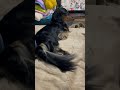 ママがなかなか帰ってこないから心配そうなむむたんです。【ミニチュアダックスフンド】夢夢。