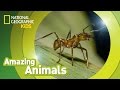 Army Ants: Roles and Behavior