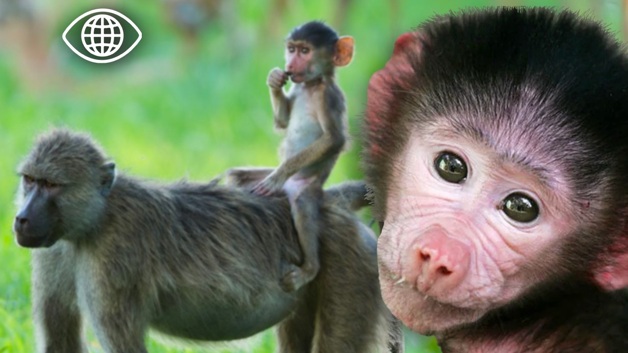 Un bébé babouin peut-il survivre aux dangers de son clan ? ⎮ Documentaire Animalier ⎮ AMP
