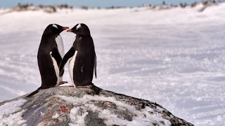 Tudo por amor: pinguins ladrões - Planeta Gelado l Discovery Channel -  YouTube