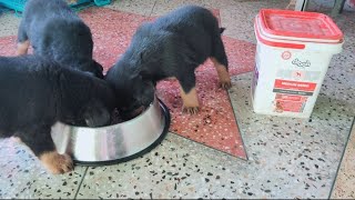 40Days Old My Rotiwiller Puppy Healthy Diet Plan||Puppy Diet