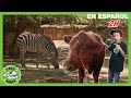 Aventura en el zoológico con Ranger LB y Aaron  | Videos de dinosaurios y juguetes para niños