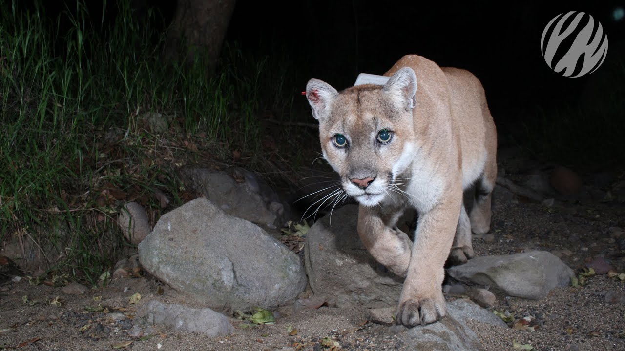 La'S Mountain Lions On The Brink | P22 – The Cat That Change America