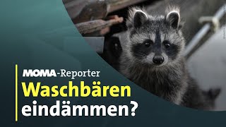 Waschbären-Alarm | ARD-Morgenmagazin