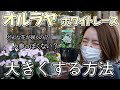 オルラヤ ホワイトレースを大きくする方法・育て方【おうちでガーデニング】開花園チャンネル