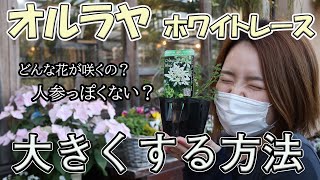 オルラヤ ホワイトレースを大きくする方法 育て方 おうちでガーデニング 開花園チャンネル Youtube