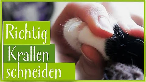 Wie kürzt man Katzenkrallen?