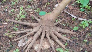 Early Stage Ficus Glauca by Ato Craft 462 views 1 year ago 1 minute, 20 seconds