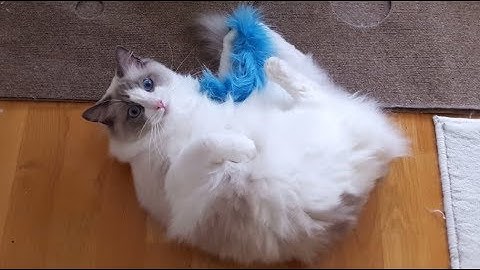 Cat gets high on Valerian, Catnip alternative :)