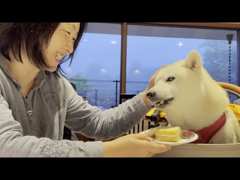 愛犬とレストランで一緒に食事をするという夢が叶いました。