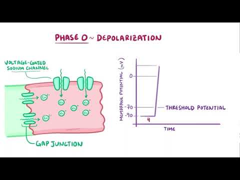 Action Potential In Myocytes Osmosis 