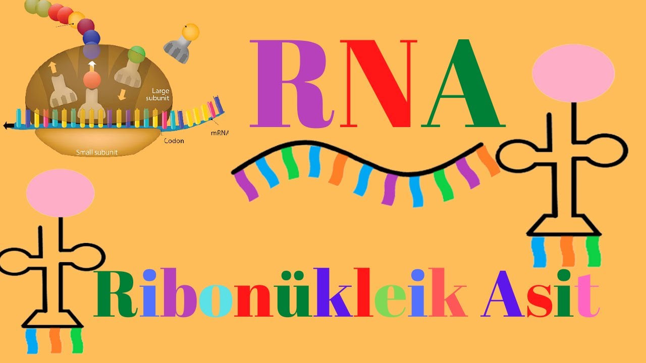 NÜKLEİK ASİTLER - RNA- 9.SINIF -TYT BİYOLOJİ - #sevimlibiyoloji