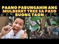  sekreto kung paano pabungahin ang mulberry tree sa paso buong taon  mulberry in the philippines