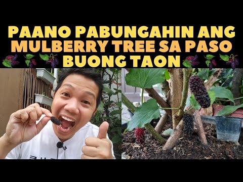 Video: Ano Ang Mga Fruit Tree Guild - Nagsisimula ng Cherry Tree Plant Guild