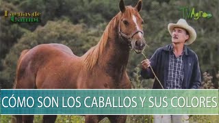 Como son los caballos y sus colores  TvAgro por Juan Gonzalo Angel Restrepo