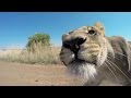 How To Guess A Lion’s Age? #AskMeg | The Lion Whisperer