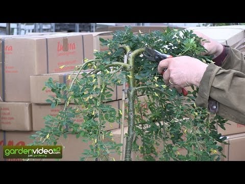 Video: Walker's Weeping Caragana Care - Learn How To Grow A Weeping Caragana