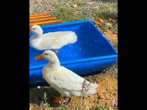لمى يكون عندكم مزرعه تقدر تحط فيها كل الحيوانات الأليفه
