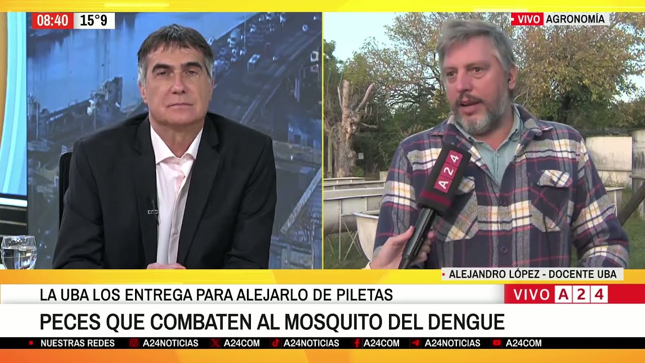 Peces que COMBATEN AL MOSQUITO DEL DENGUE: un proyecto de la FACULTAD DE AGRONOMÍA