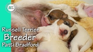 Russell Terrier Breeder  Patti Bradford