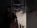BEINTEHA mohabbat hojati h #cow #qurbanishorts #trending #viral