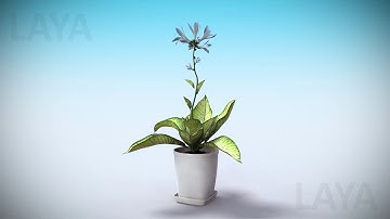 Plant growing 3d animation