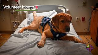 Gus Gus the Therapy Dog at Mercy Medical Center