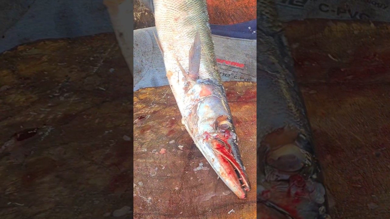 KASIMEDU 🔥BARRACUDA FISH CUTTING 