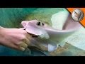 Stingray Feeding Time!